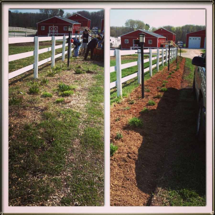 Taylored Gardening