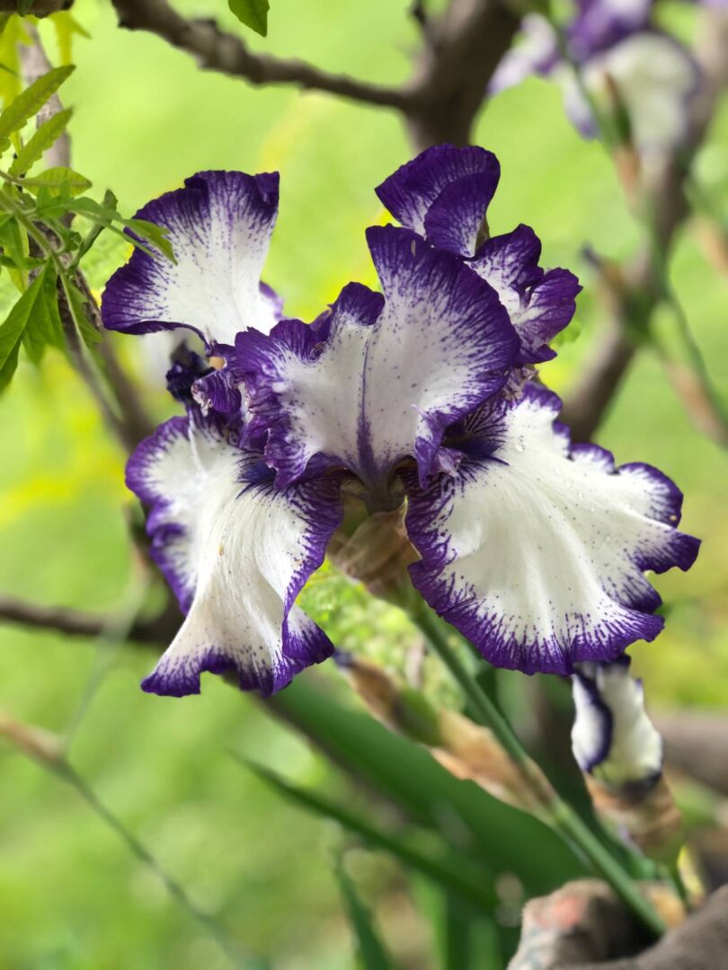 Taylored Gardening