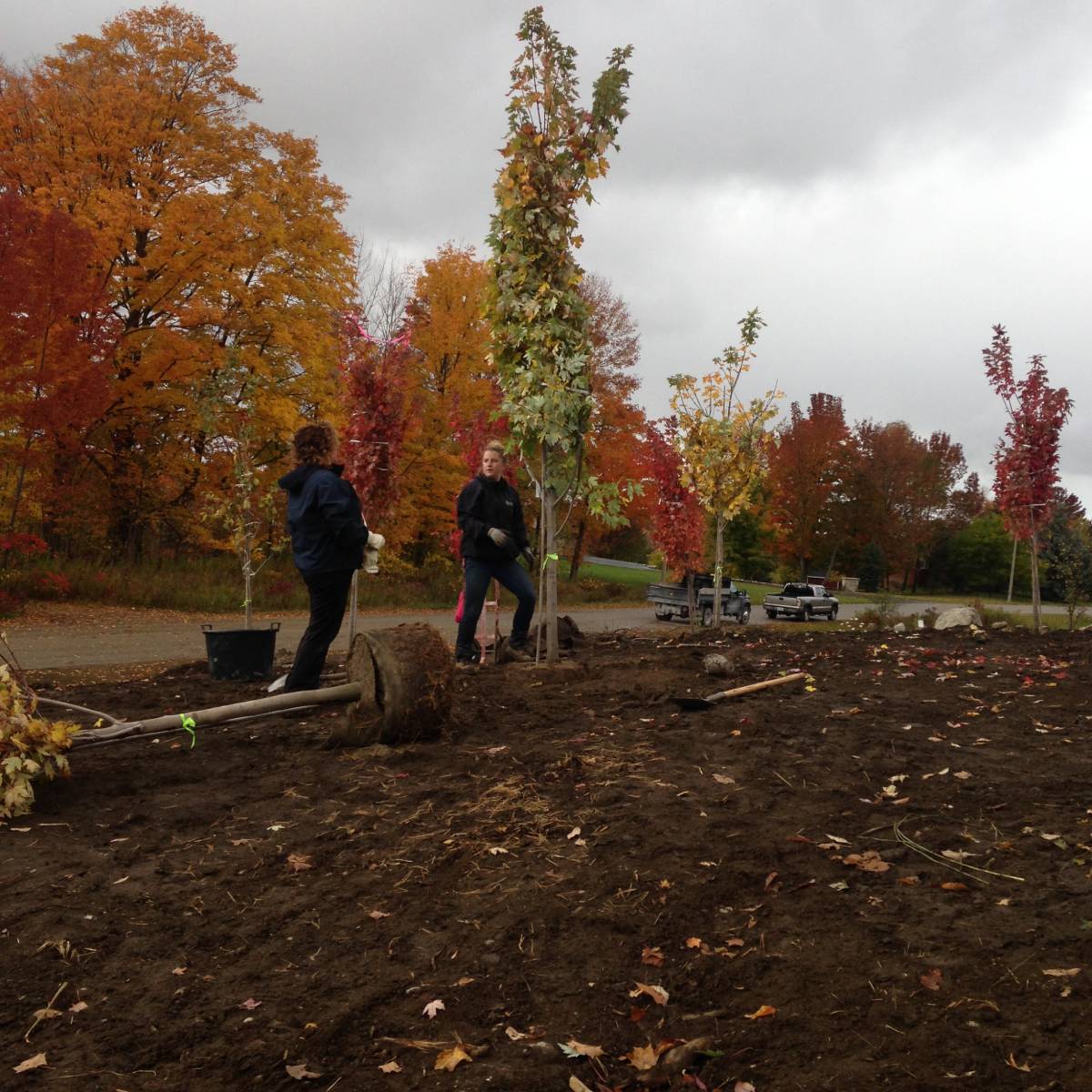 Taylored Gardening